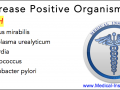 Urease Positive Organisms Mnemonic