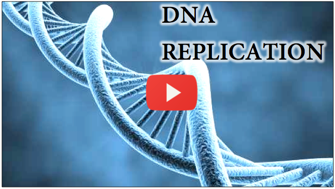 DNA Replication Animation - Medical Institution Video Tutorials